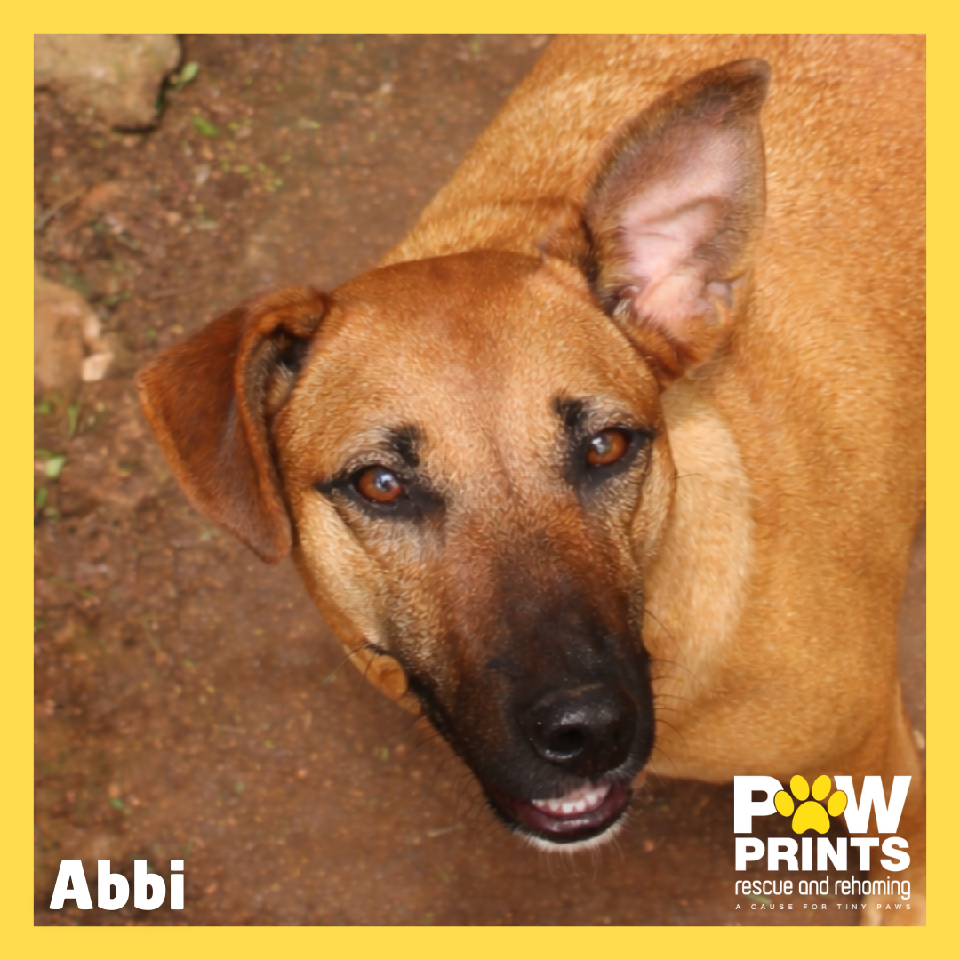 Abbi 