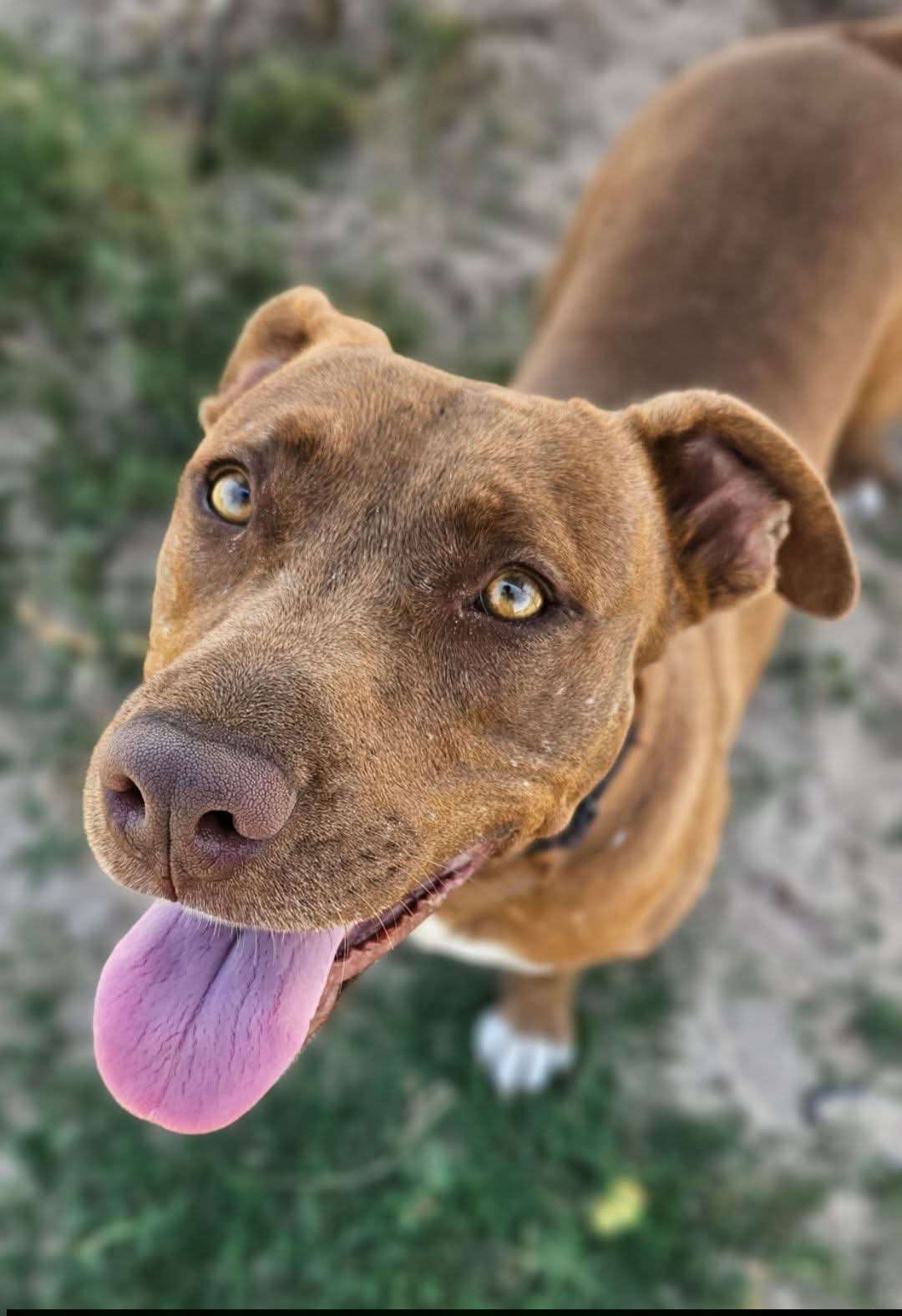 Lori