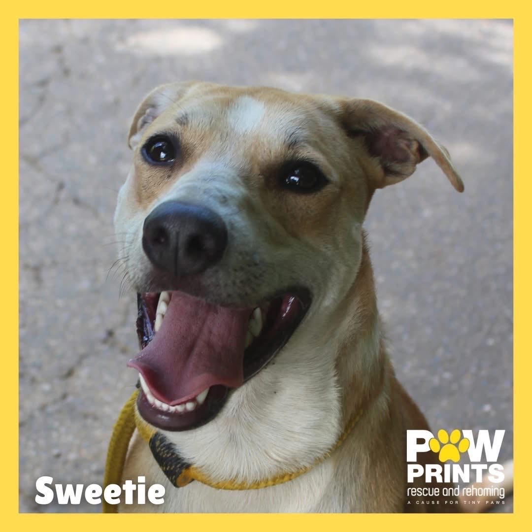 Sweetie (Sheba Pup)