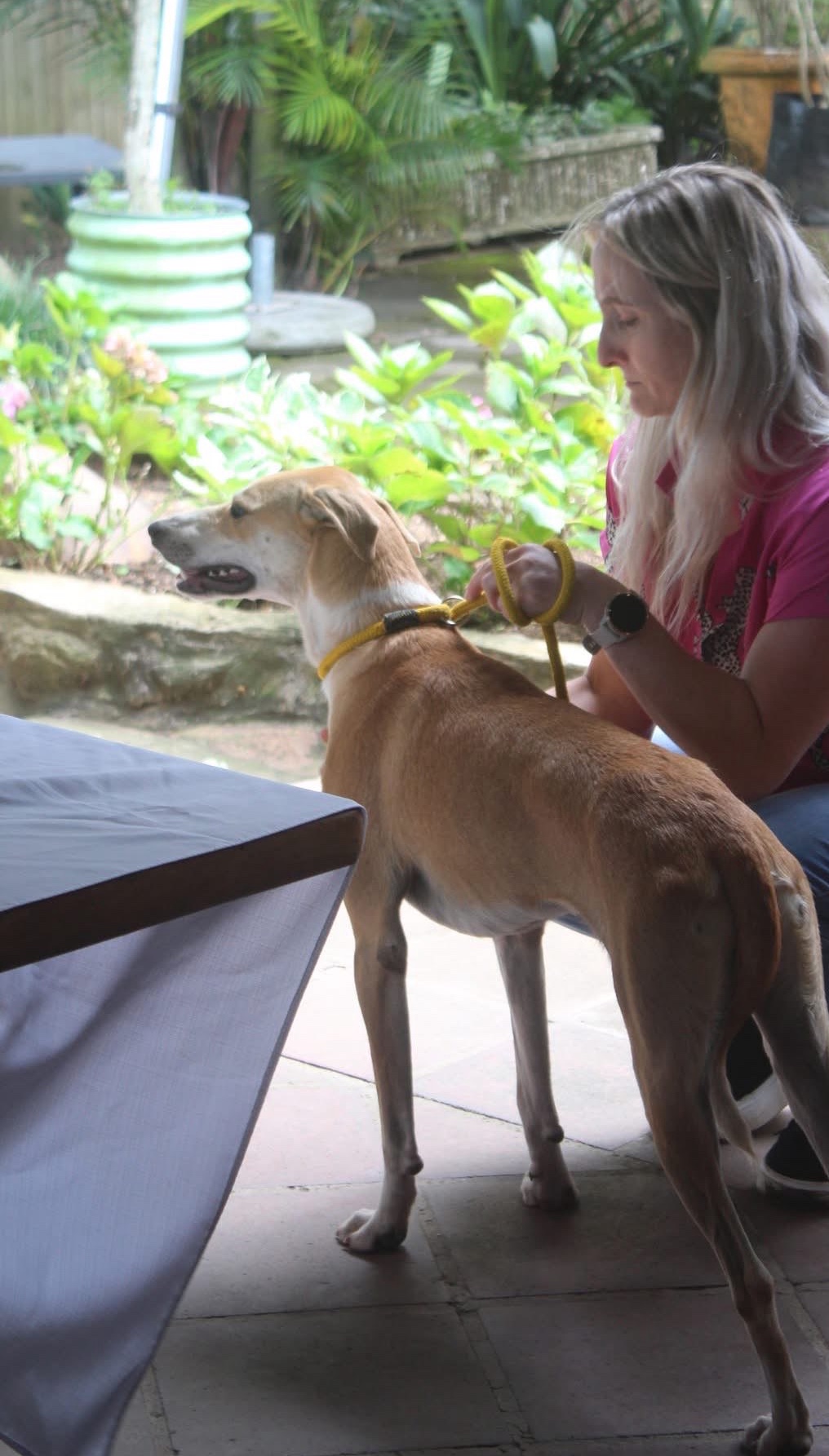 Sweetie (Sheba Pup)