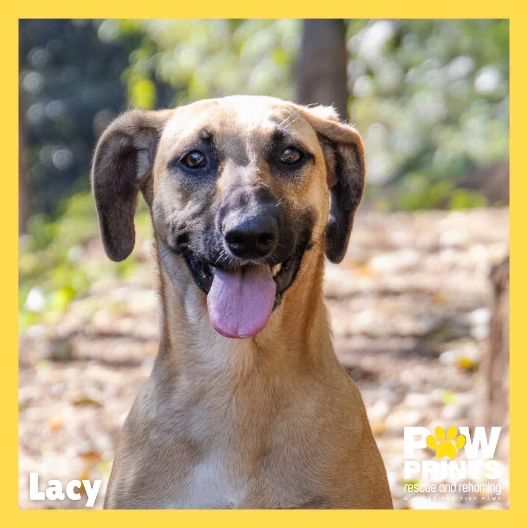 Lacy