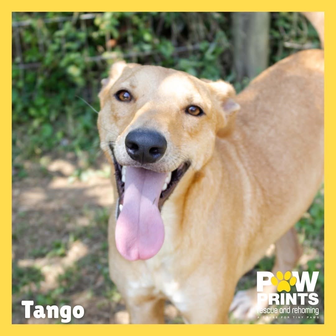 Tango 