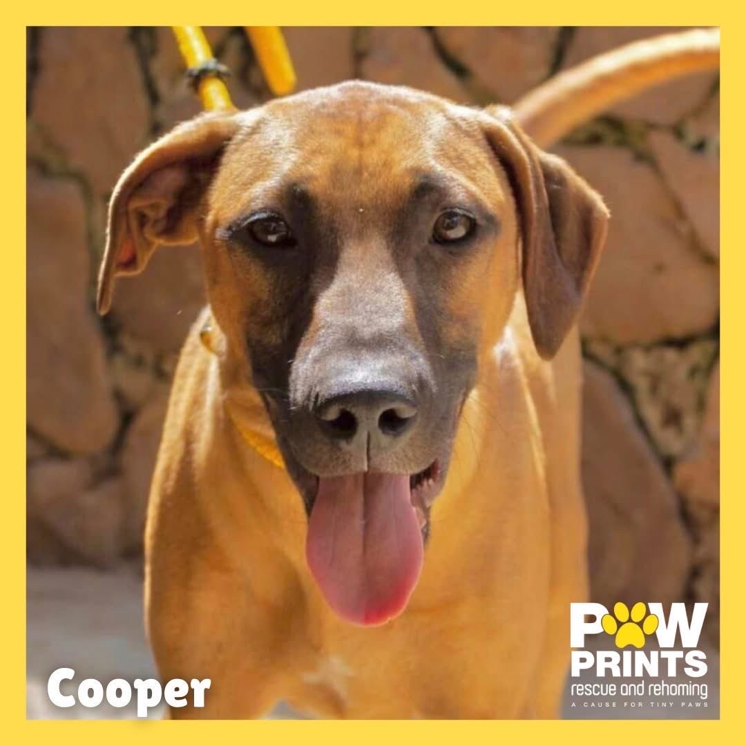 Cooper 