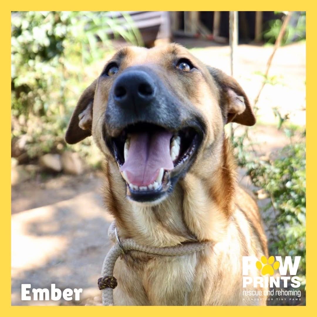 Ember 