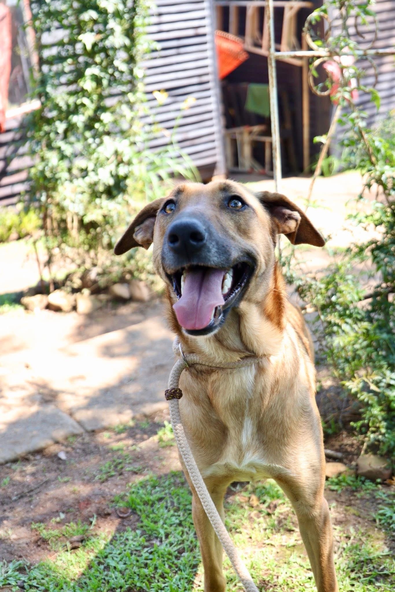 Ember 