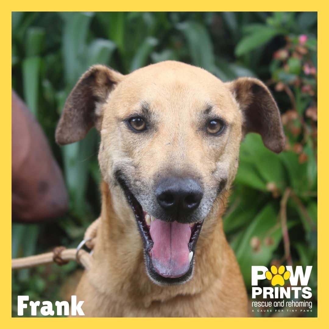 Frank 