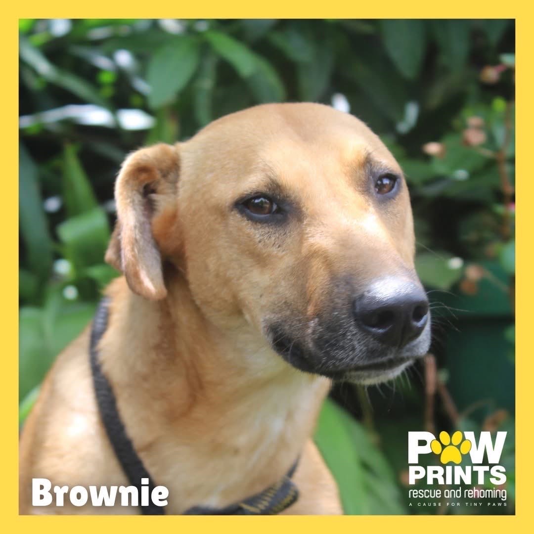 Brownie 🤎