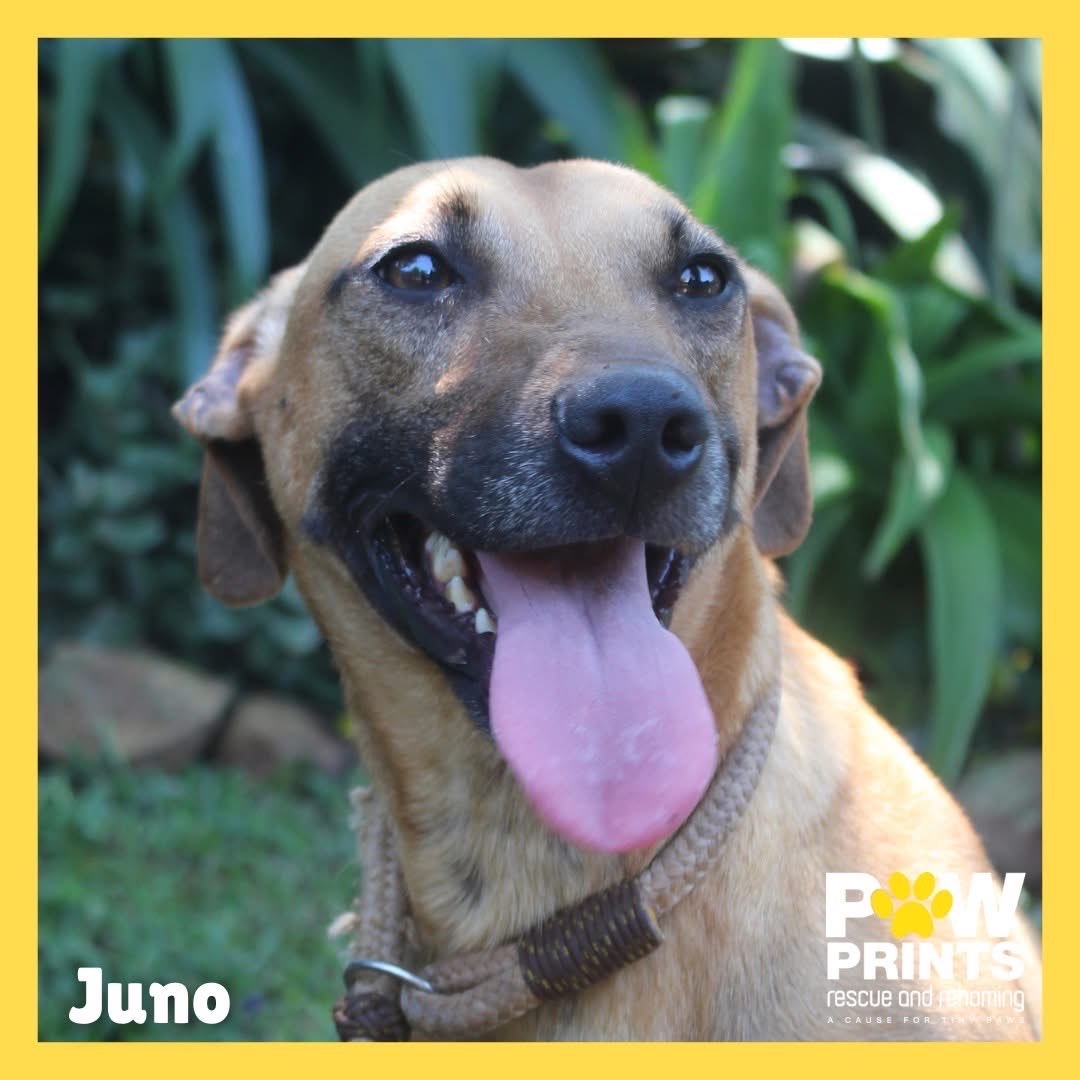 Juno 