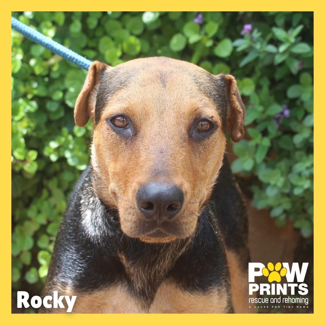 Rocky