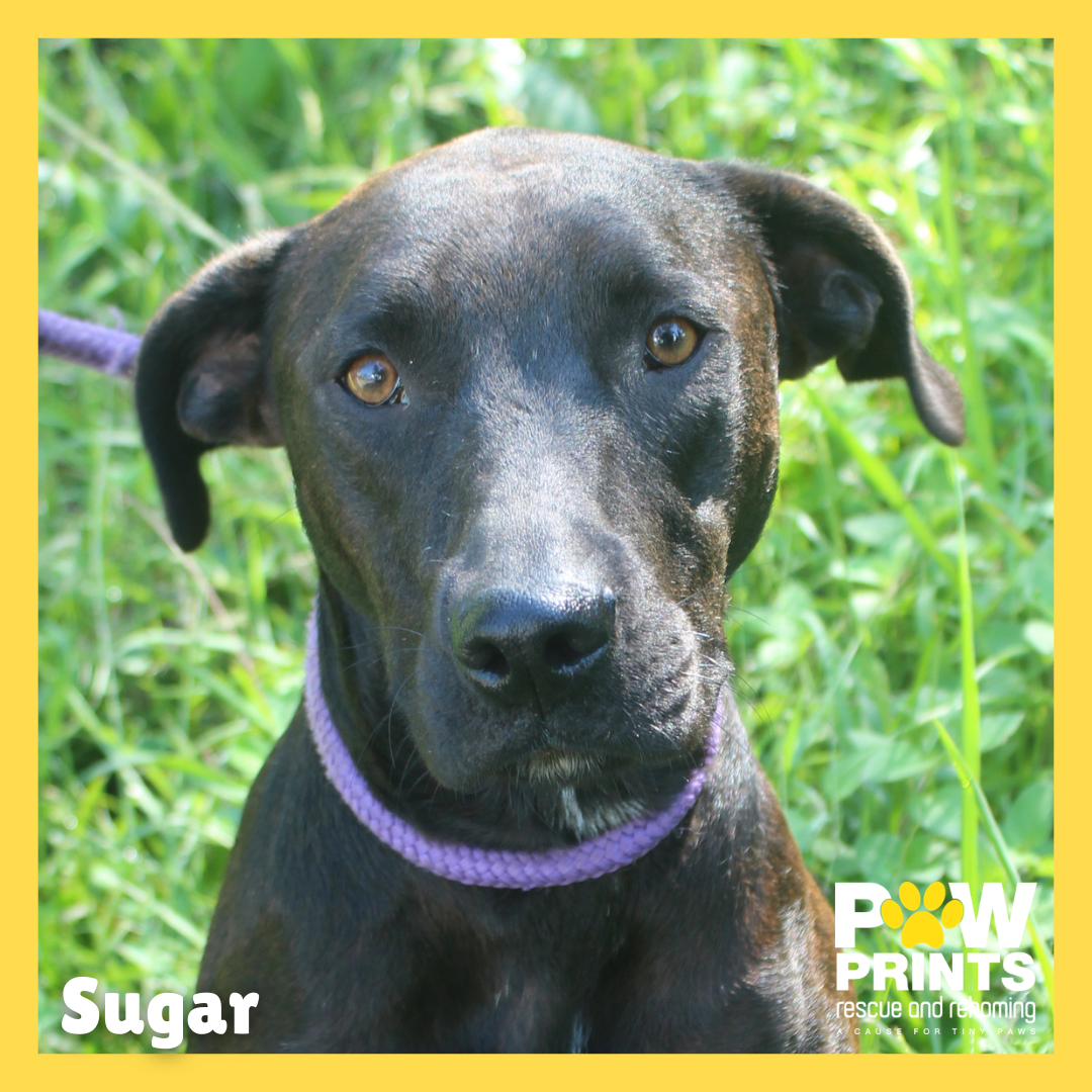 Sugar