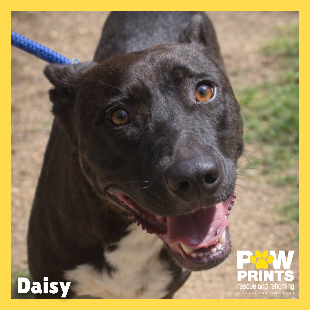 Daisy