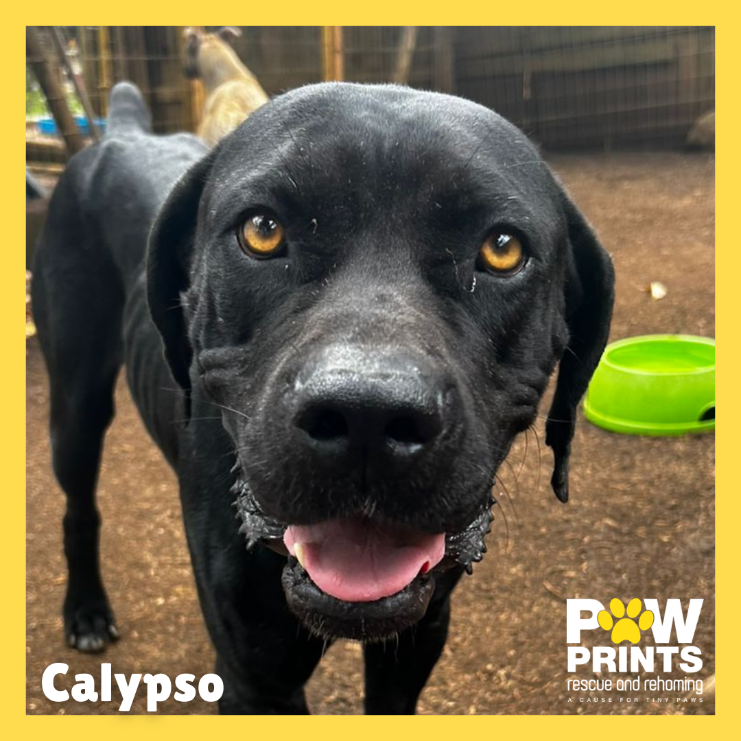 Calypso 