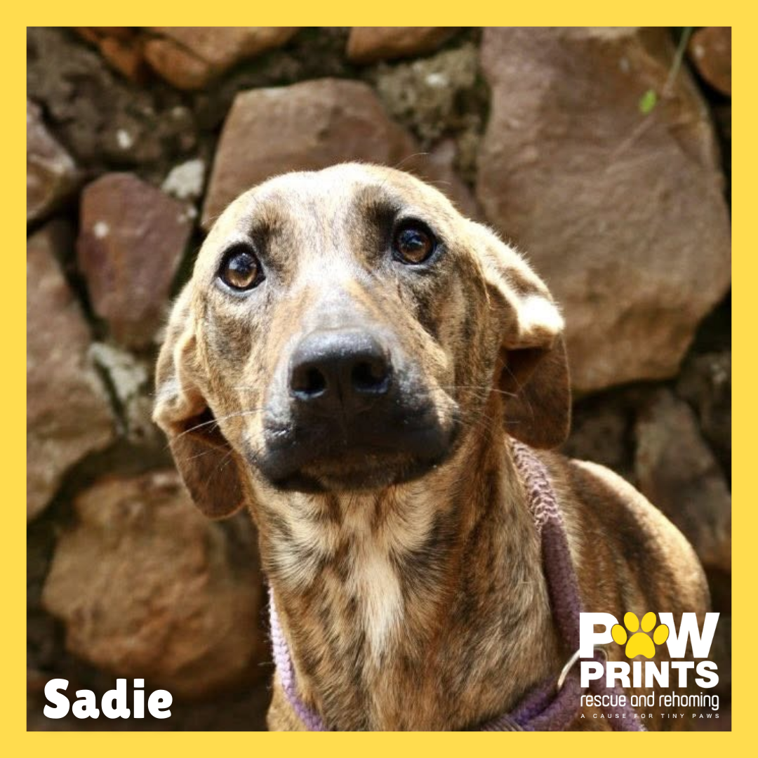Sadie