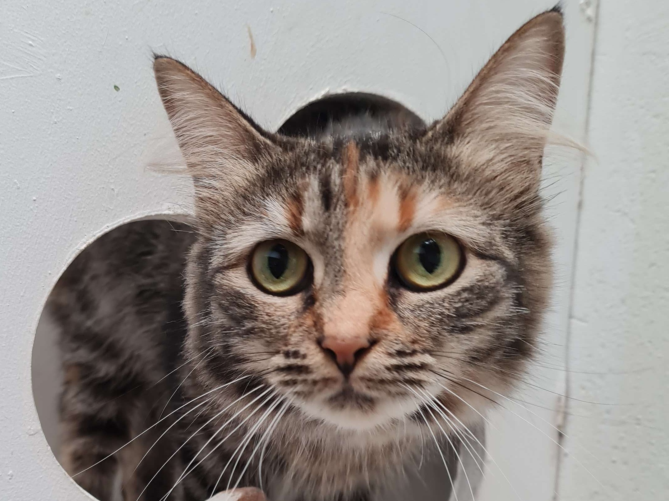 Gia