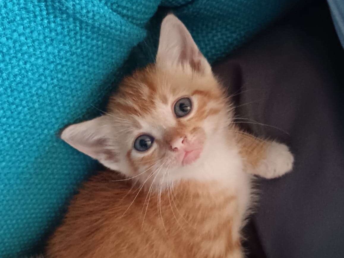 Chicken Nugget 