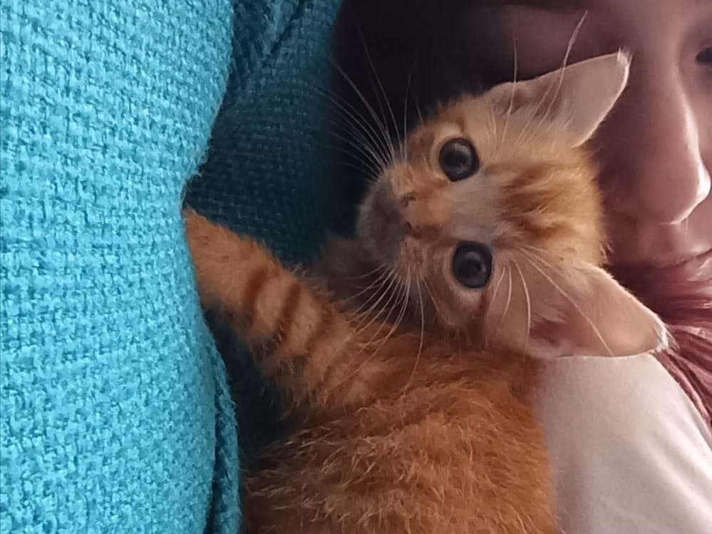 Chicken Nugget 