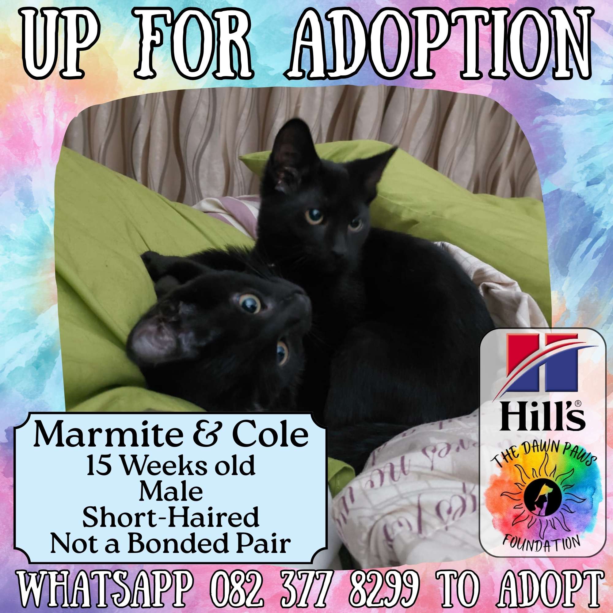 Marmite & Cole