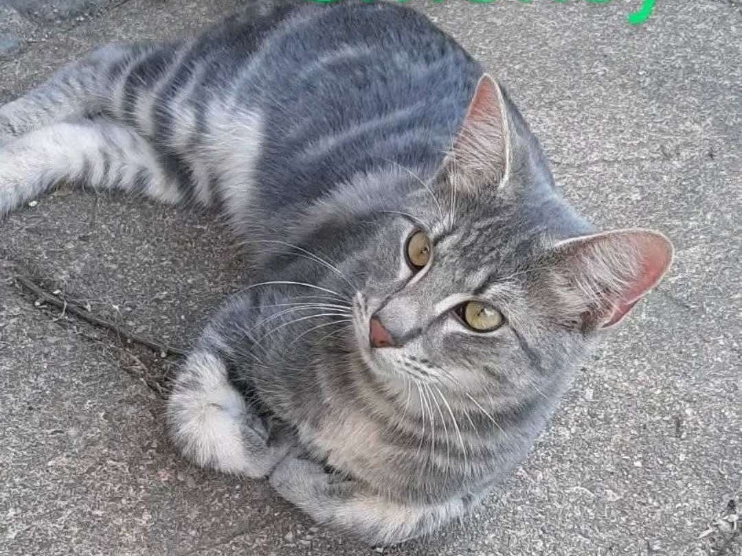 Smokey 