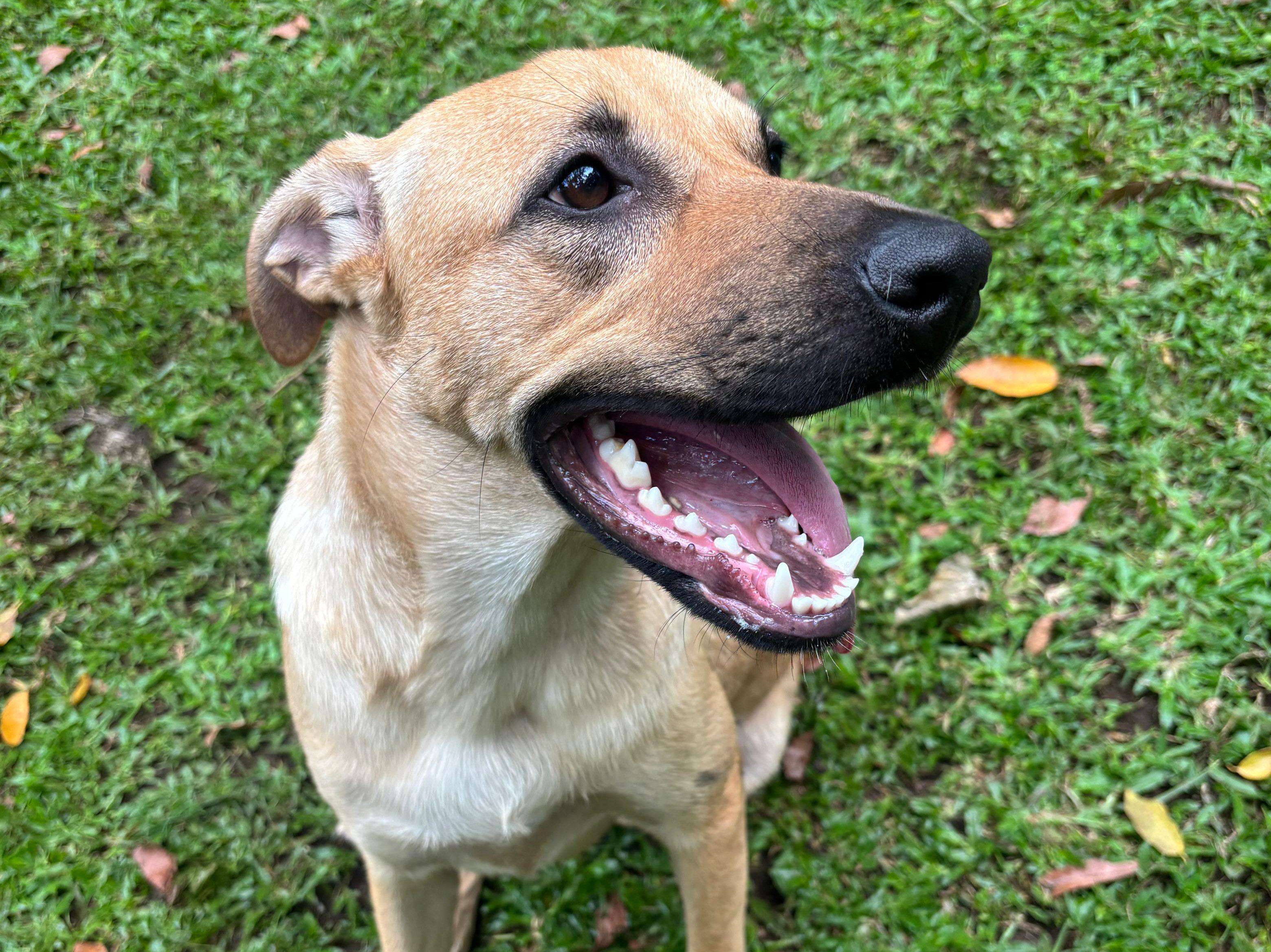 Coco