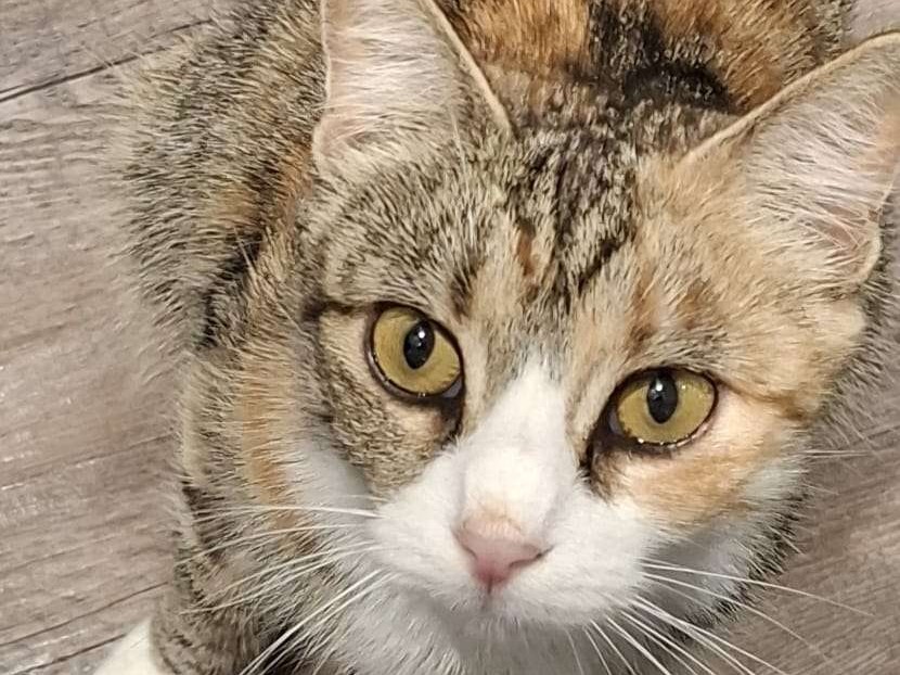 Rosie