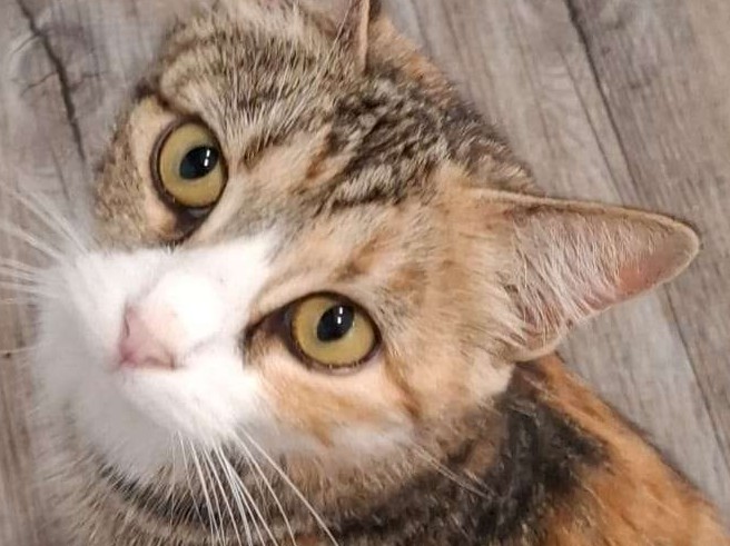 Rosie