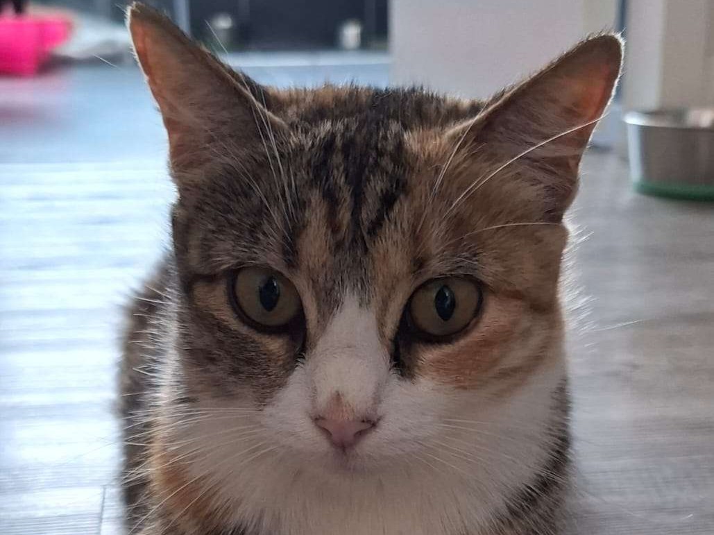 Rosie