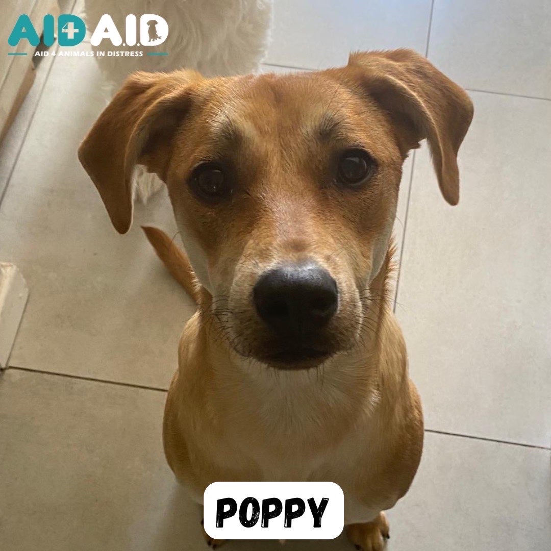 Poppy