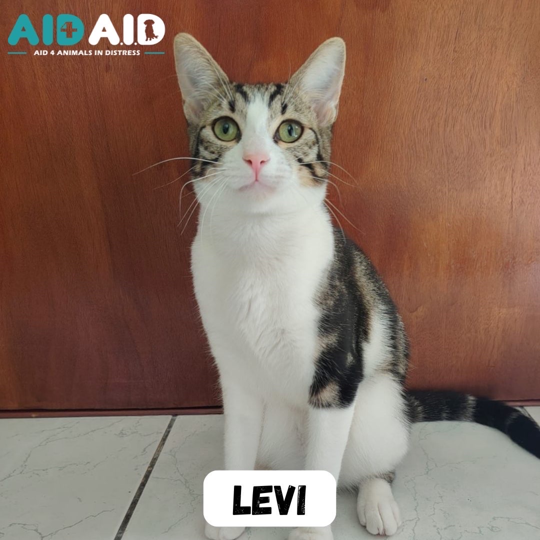 Levi