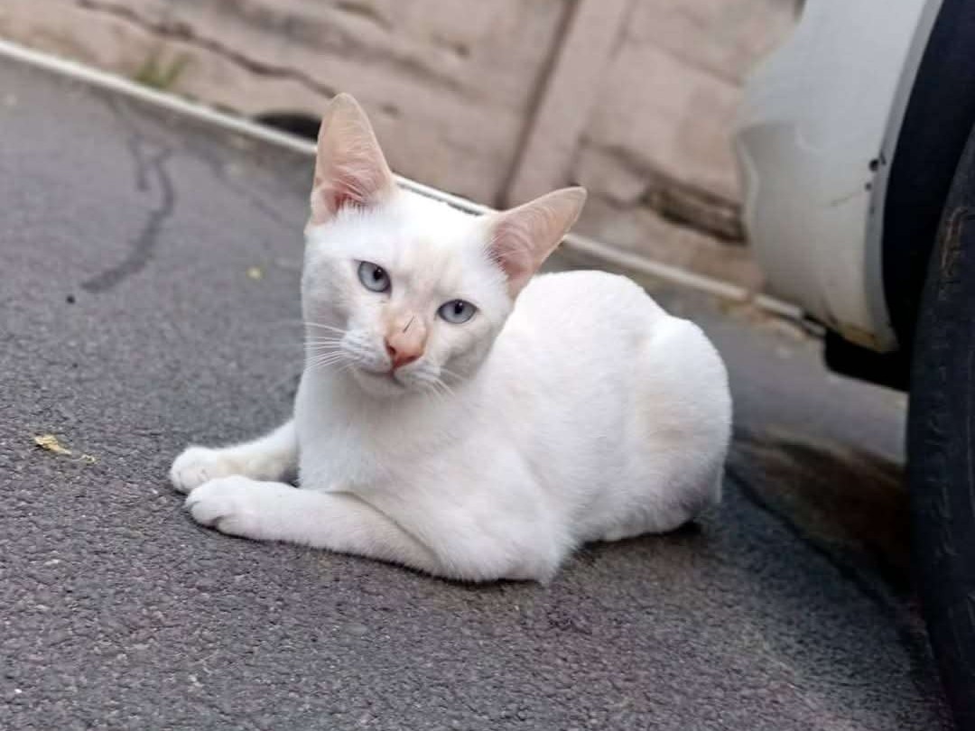 Sammy