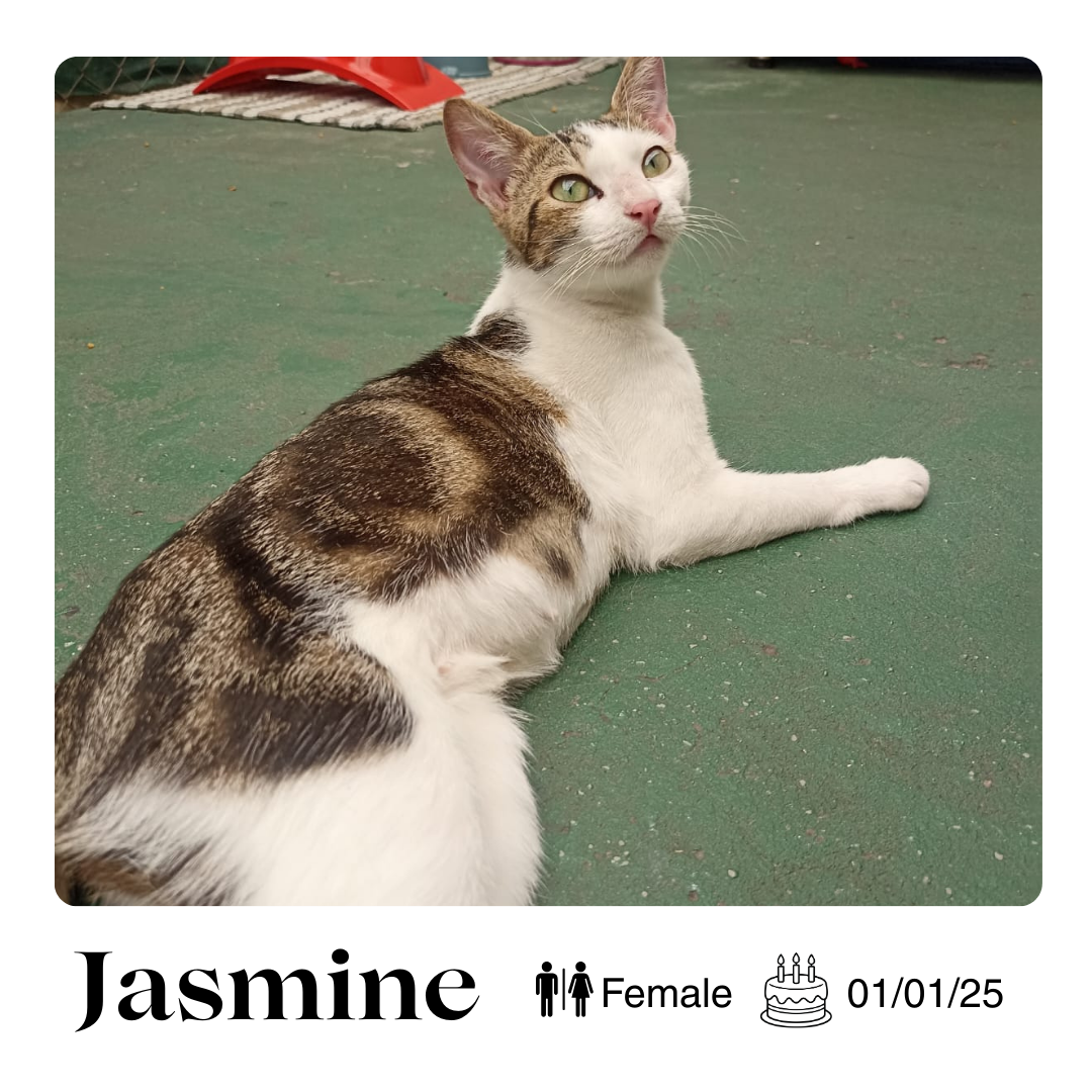 Jasmine