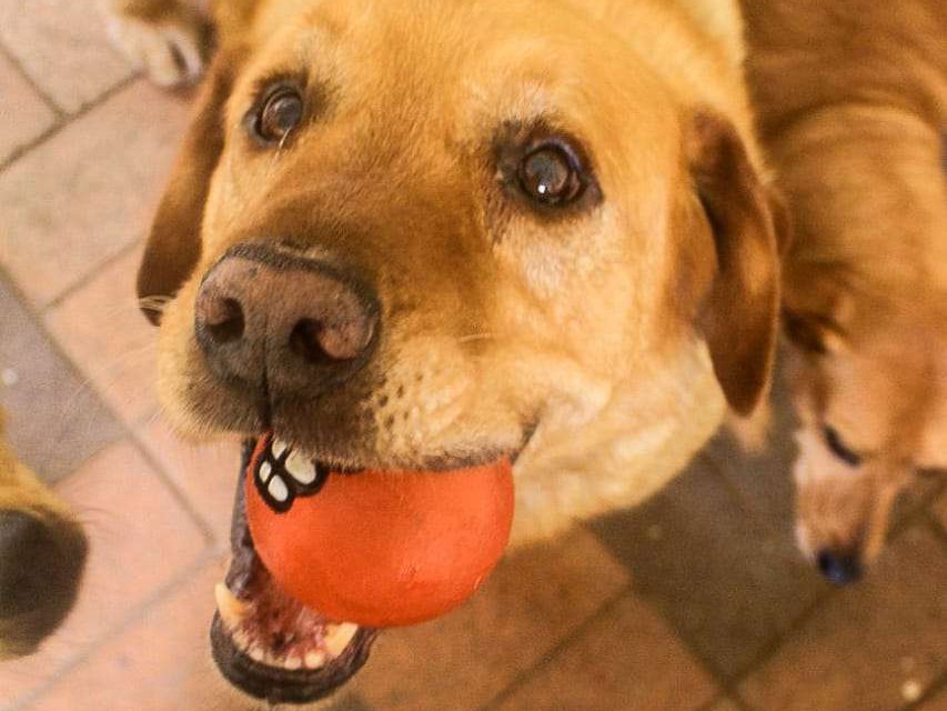 Chomp