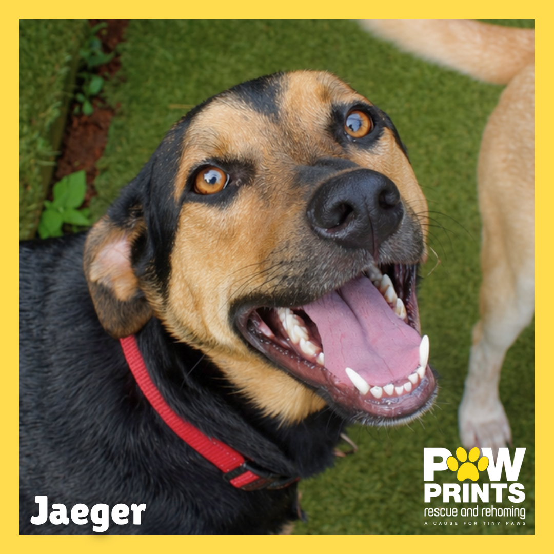 Jaeger