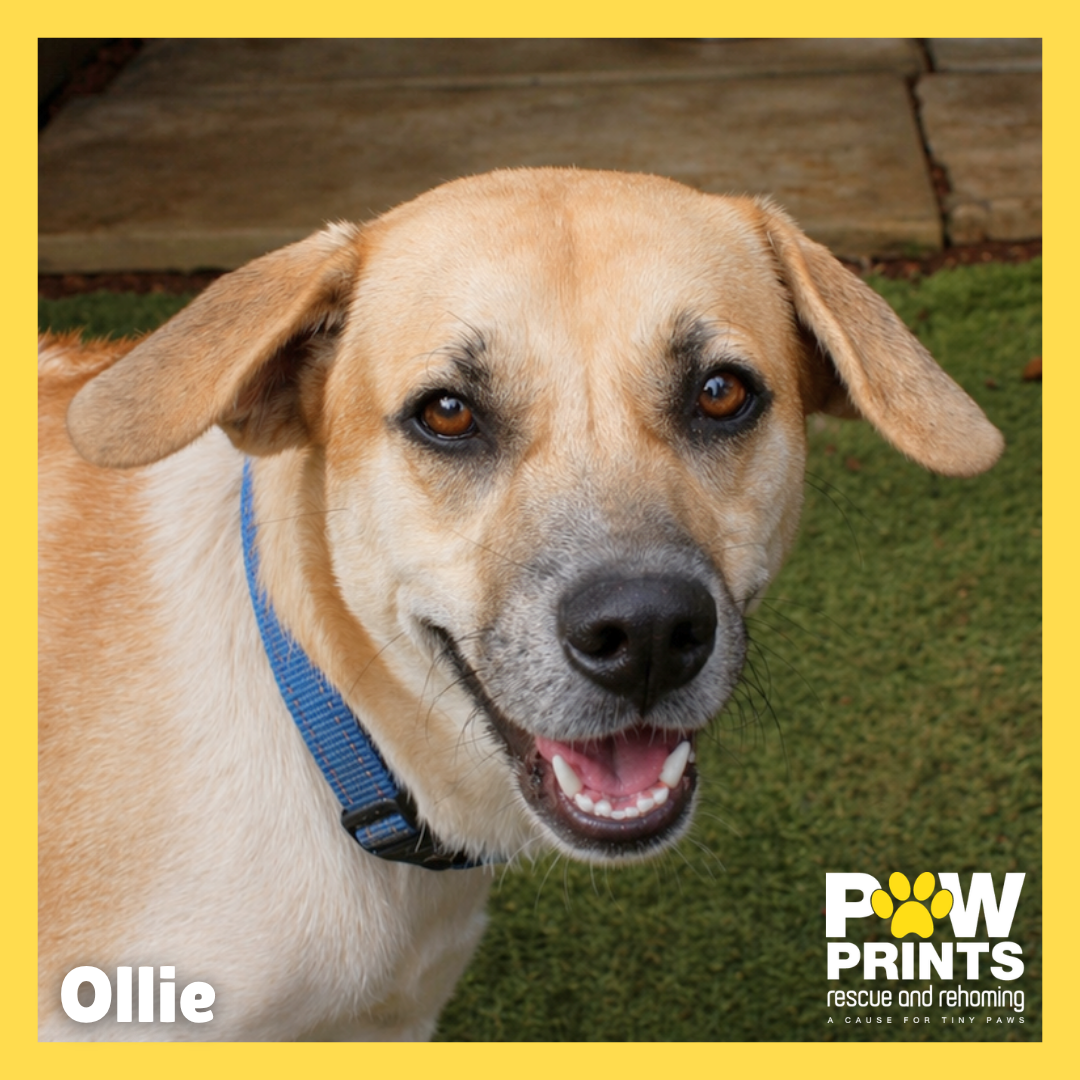 Ollie