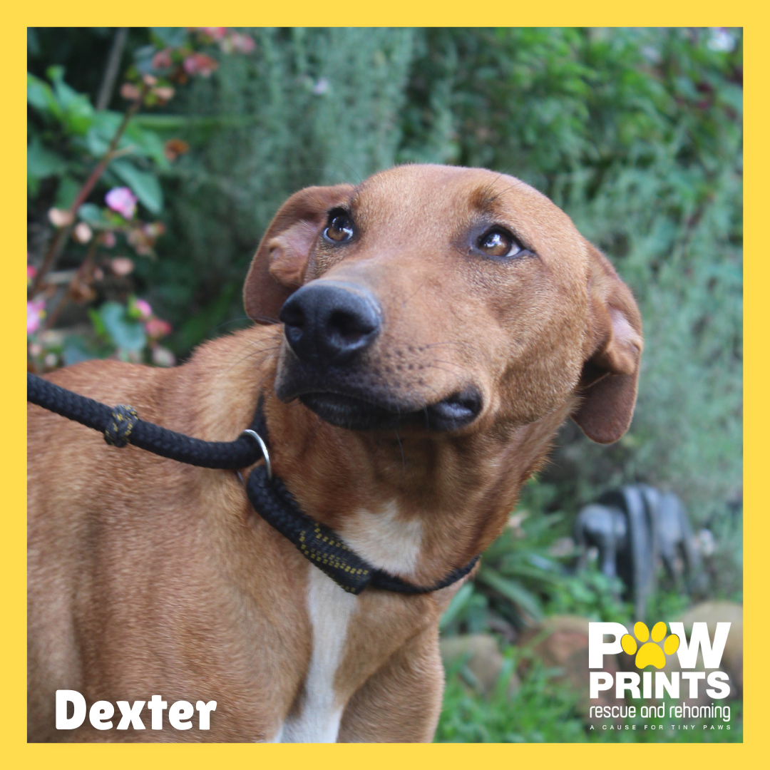Dexter 