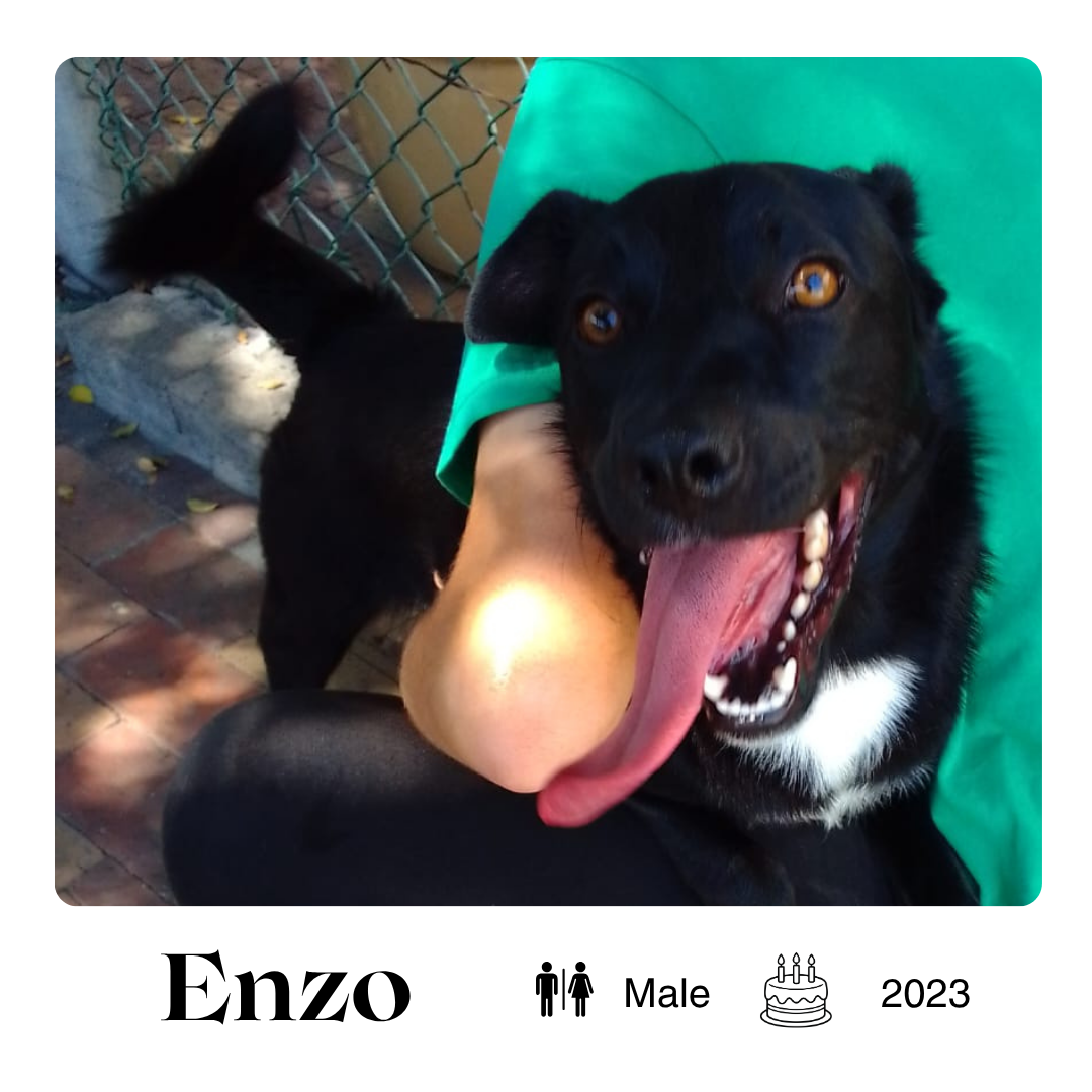 Enzo