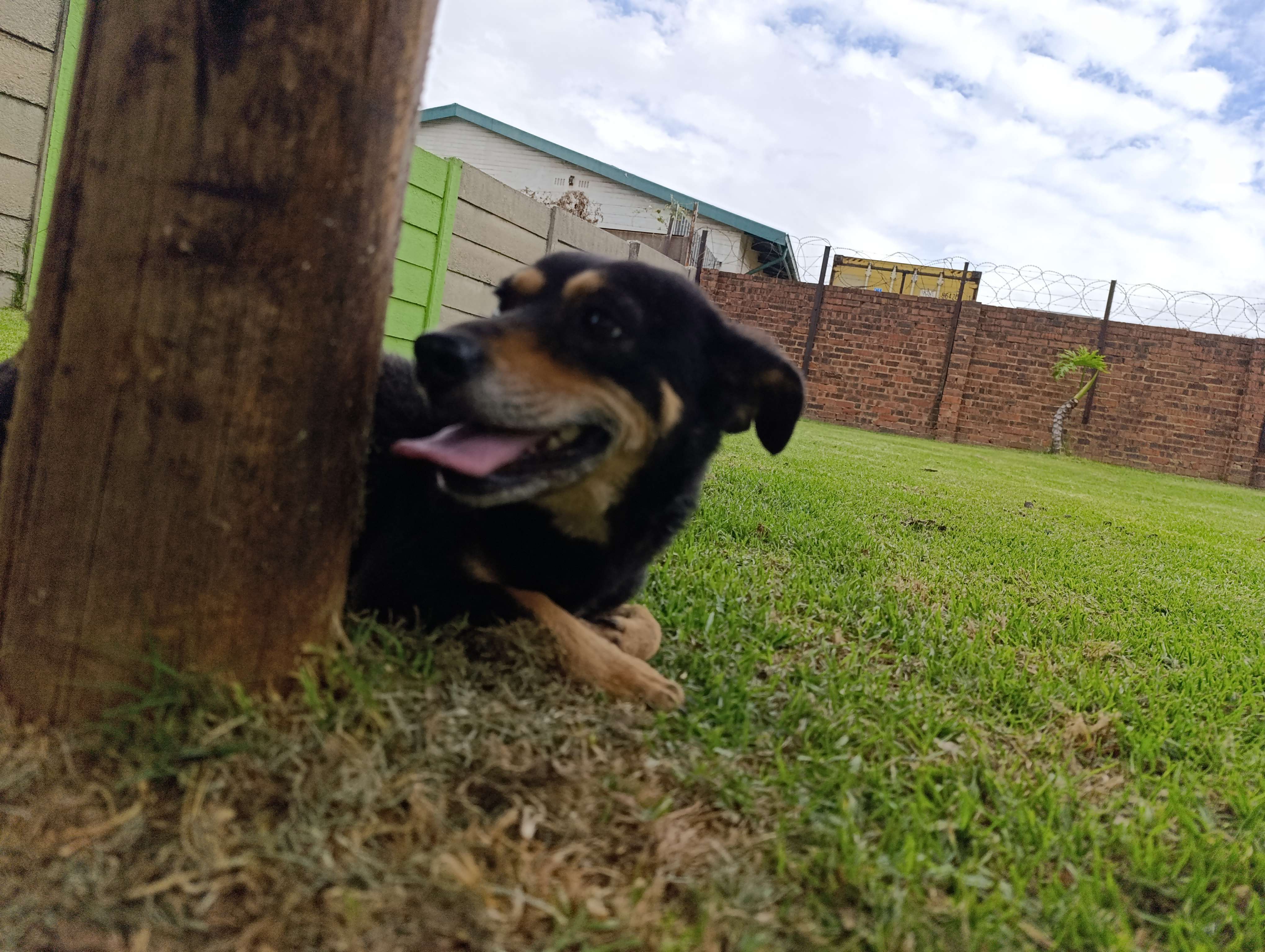 Aggie