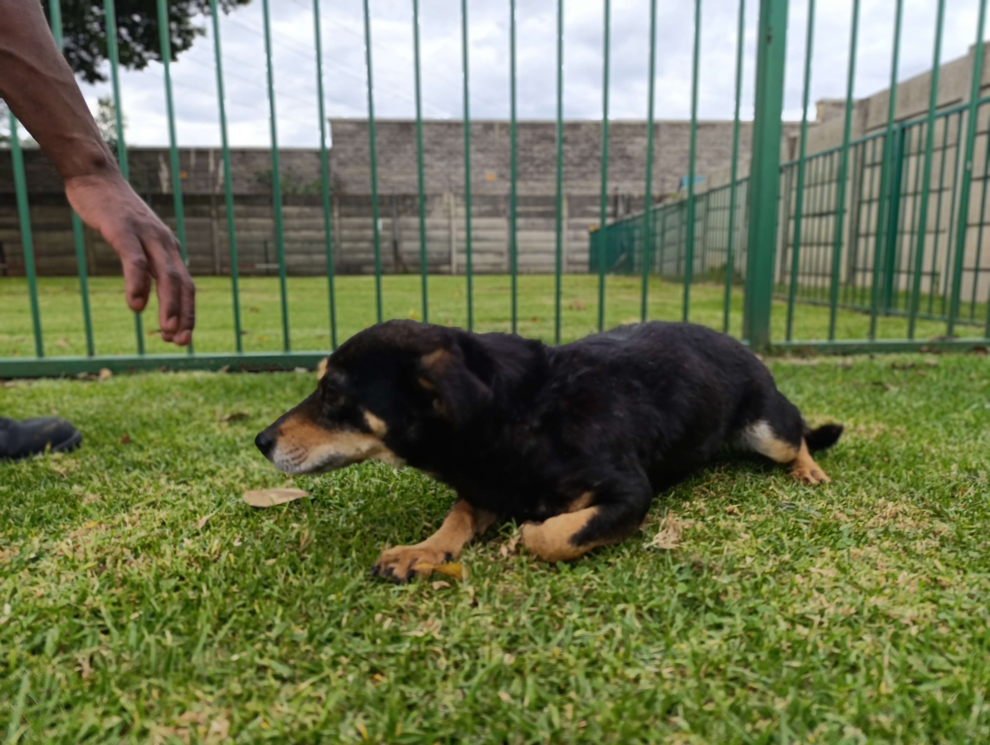 Aggie