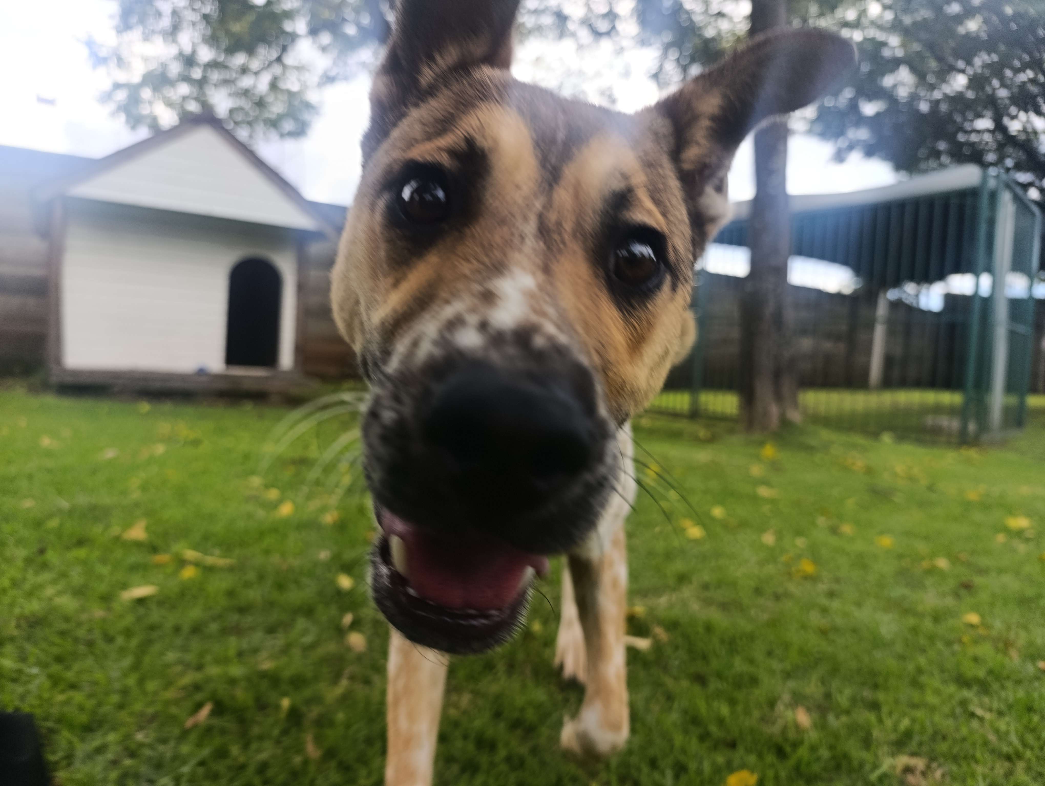 Milo