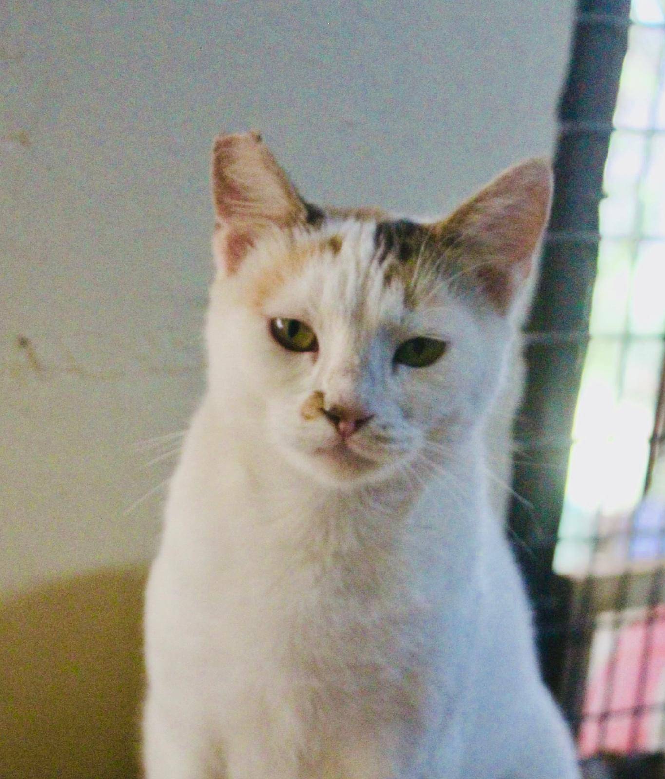 SCARLET