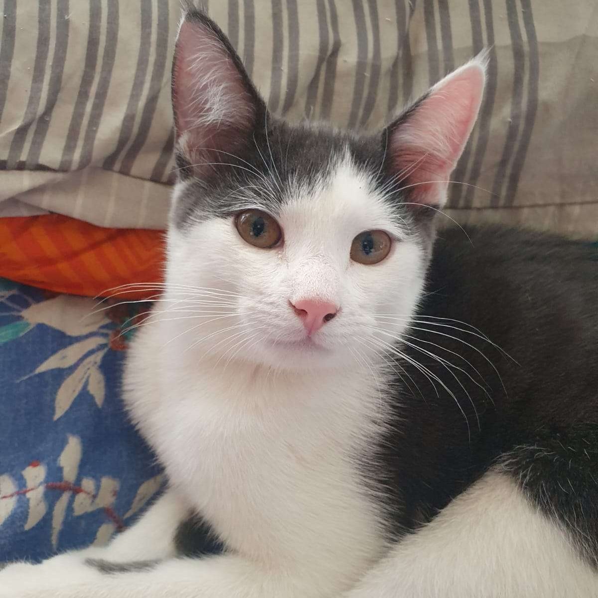 Jasper