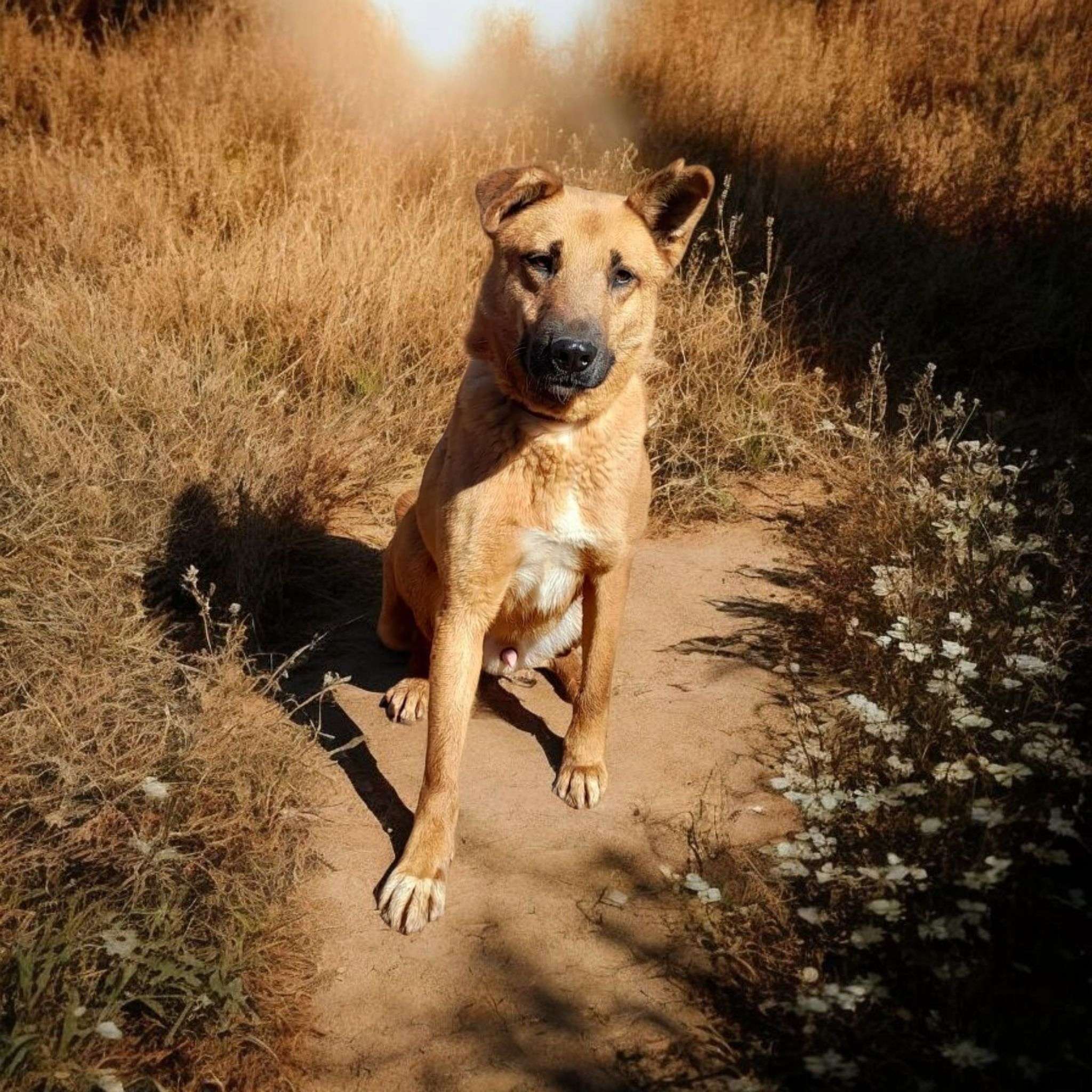 Mason 