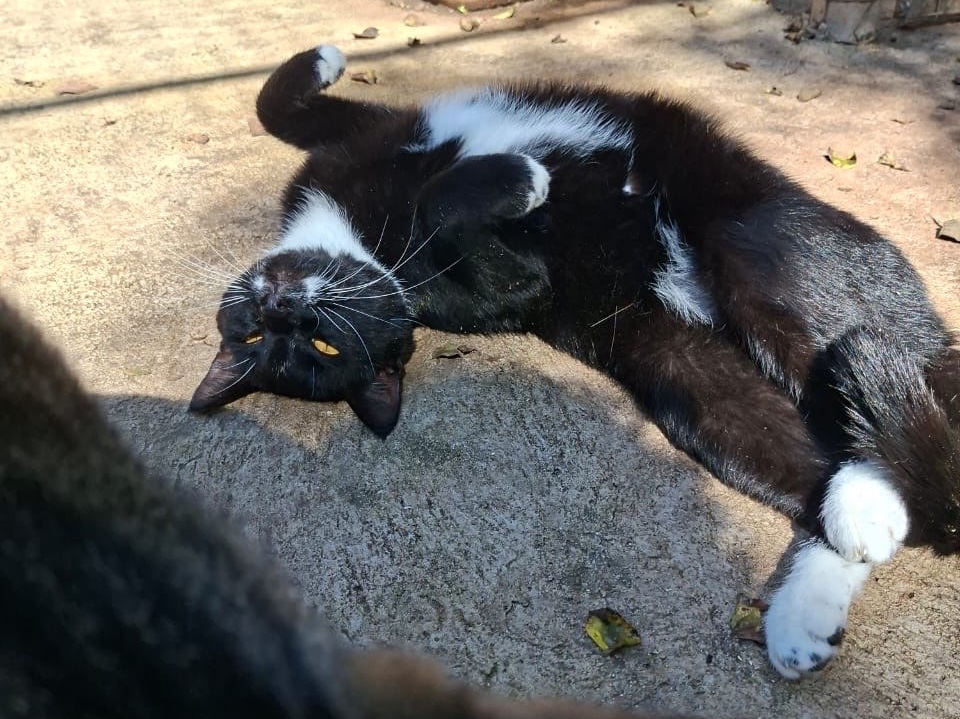 Oreo 