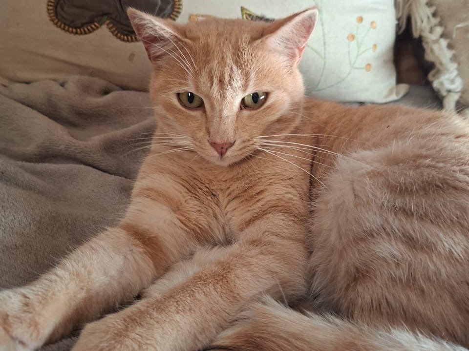 Farah