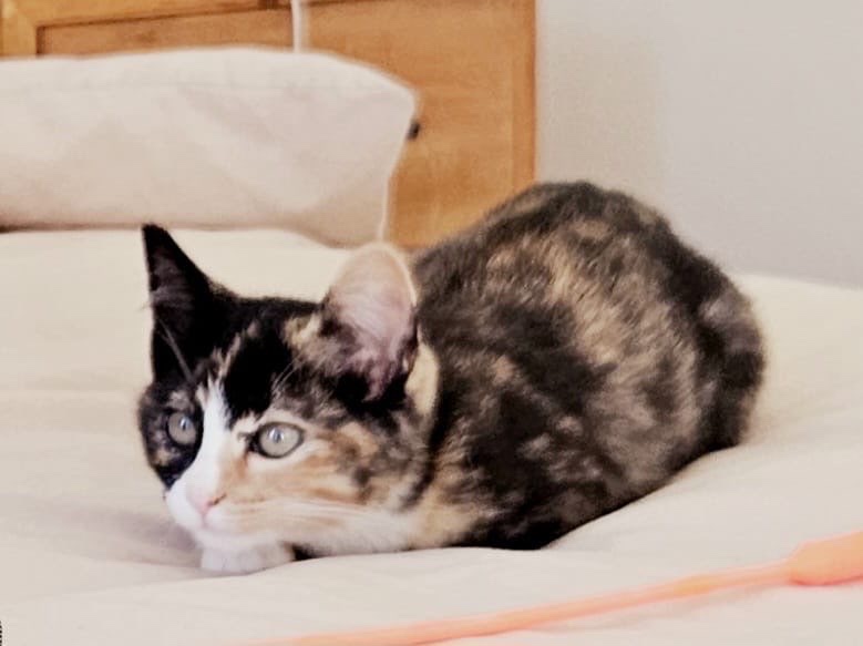 Izzy