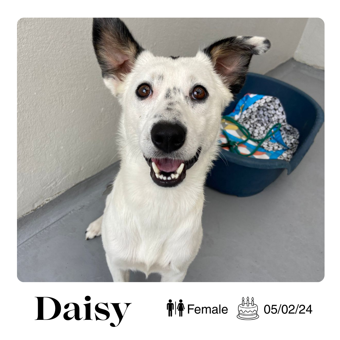 Daisy