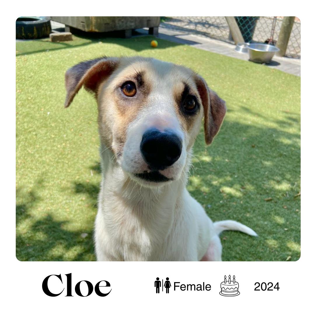 Cloe