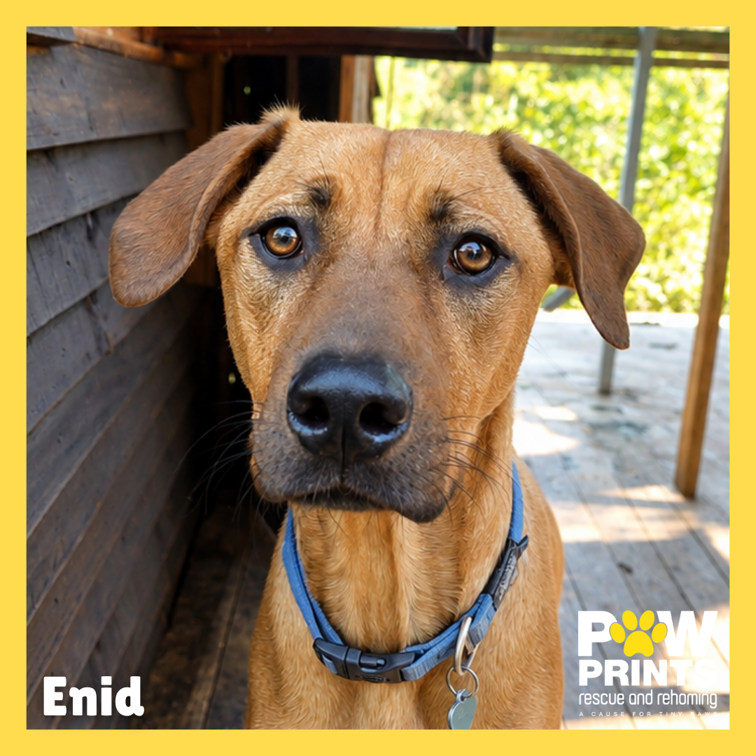 Enid