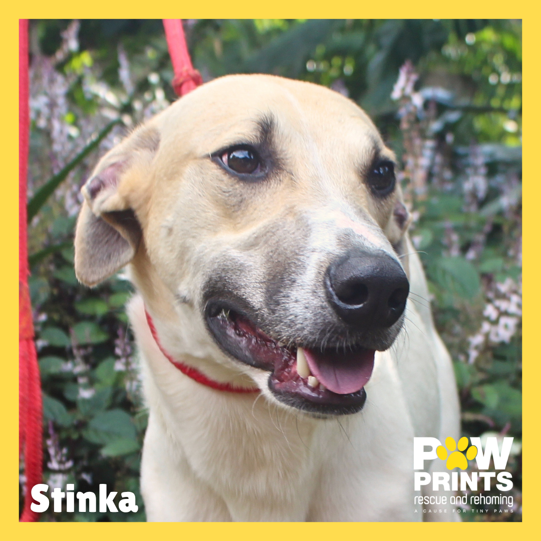 Stinka (Sheba Pup)