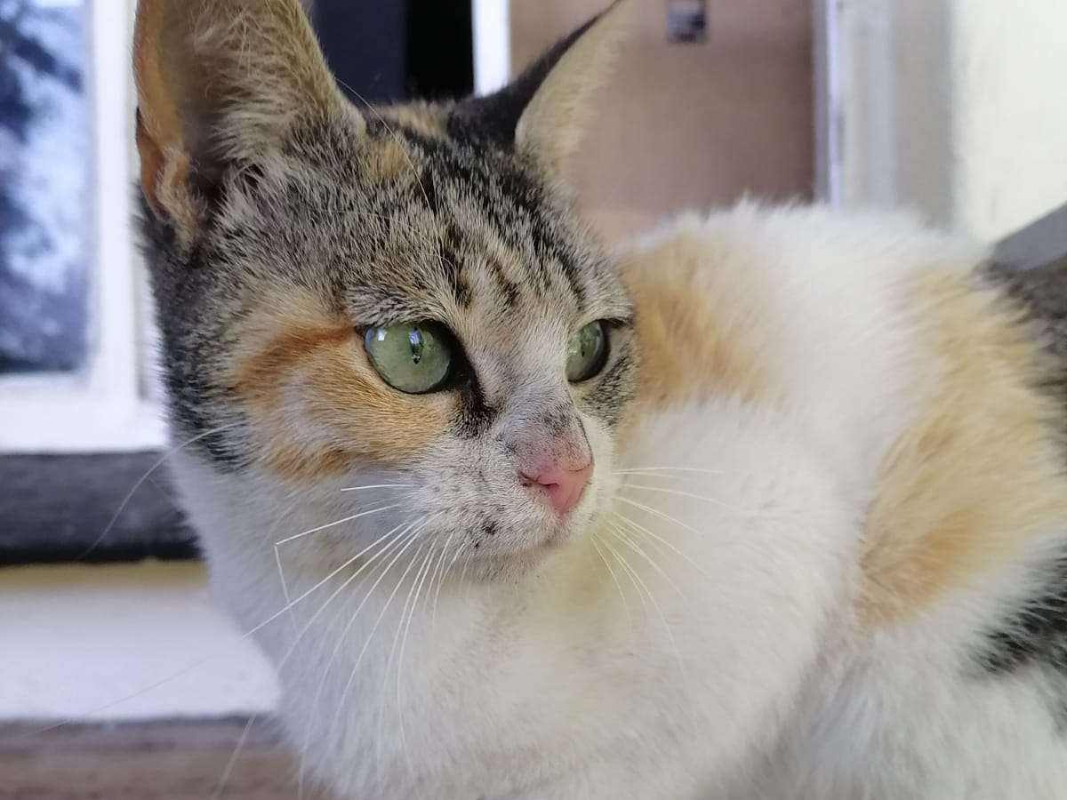 Athena 
