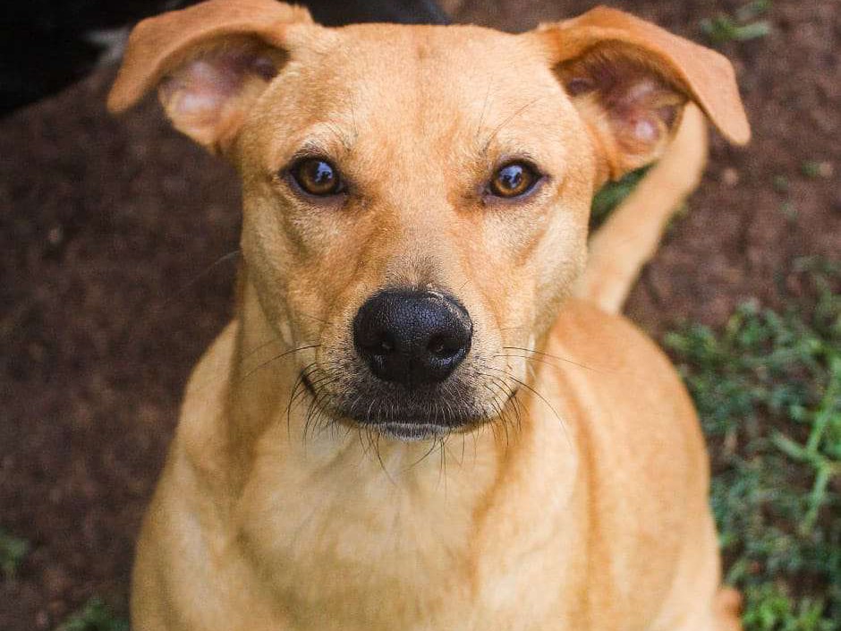 Bolo